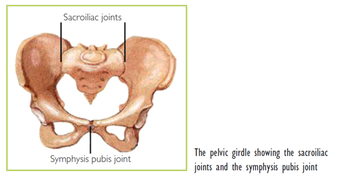 Pelvic