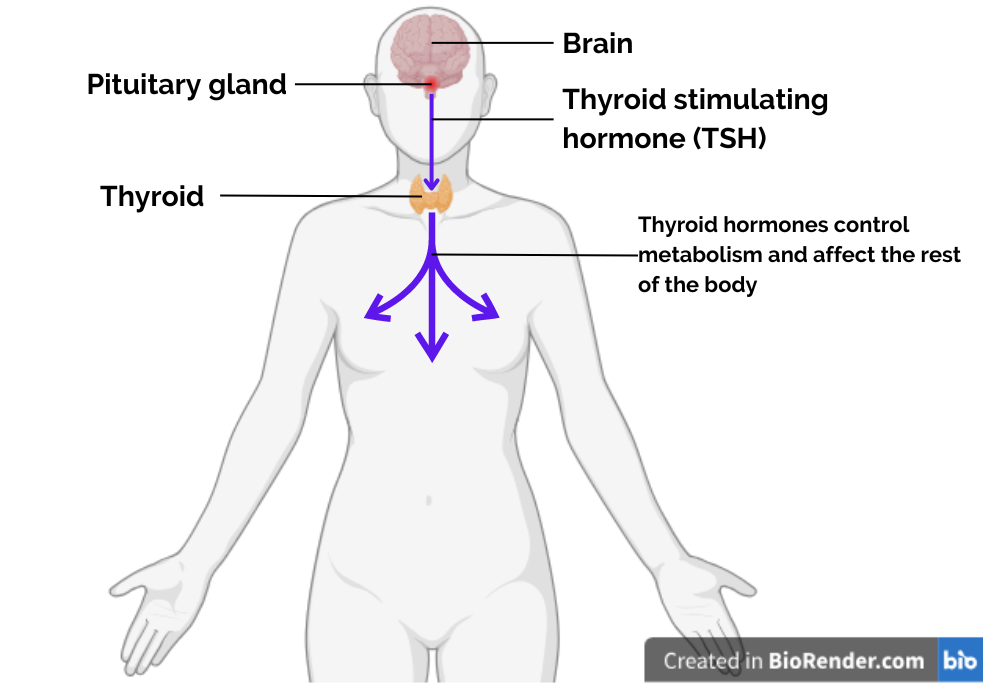 Diagram of the body, highlighting location of the thyroid